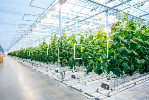 Rows of crops in indoor grow room greenhouse